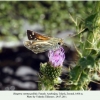 hesperia comma pallida female1